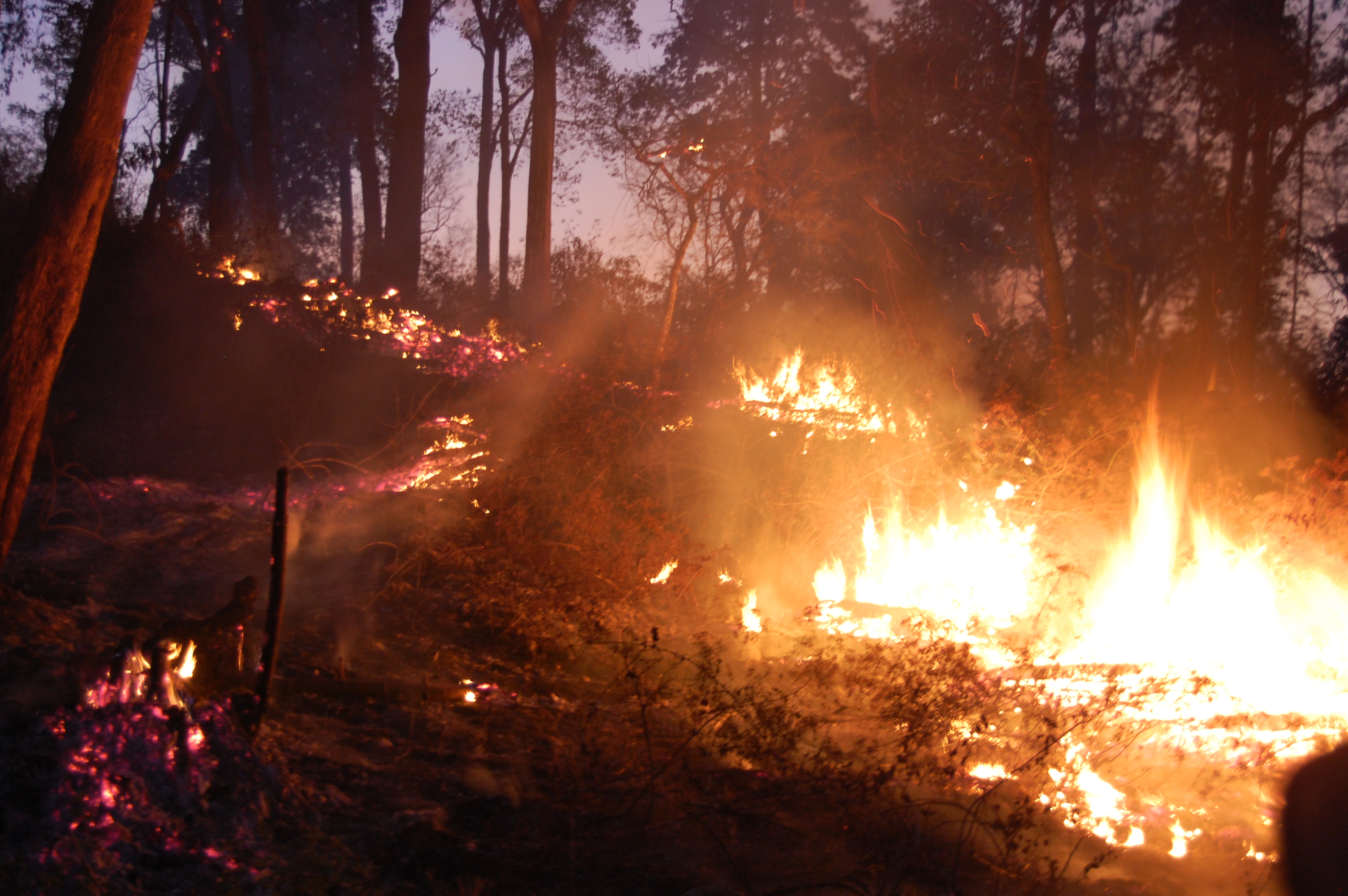 Incendio boschivo a Vado Ligure