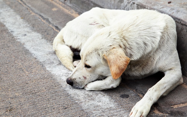 In calo i cani abbandonati in agosto, un terzo in meno rispetto a un anno fa