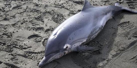 Stenella spiaggiata a Sanremo