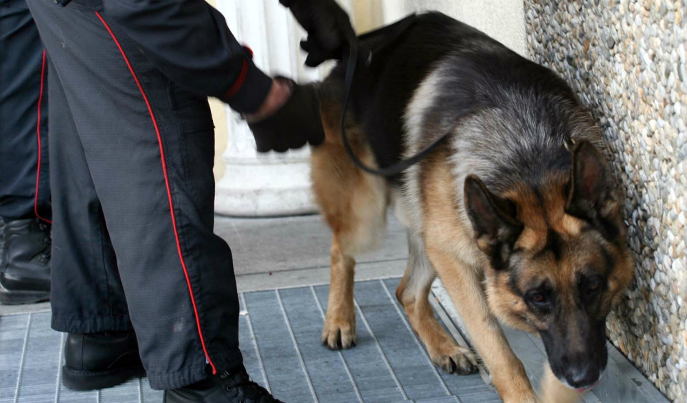 Blitz con cani antidroga in classe, sequestrata hashish al Caboto di Chiavari