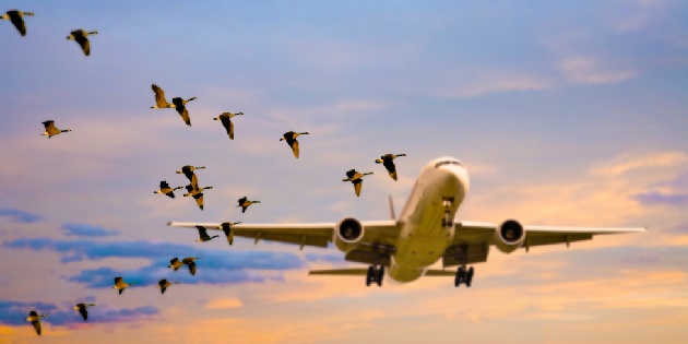 Aeroporto, con Scarpino chiusa crollano i birdstrike