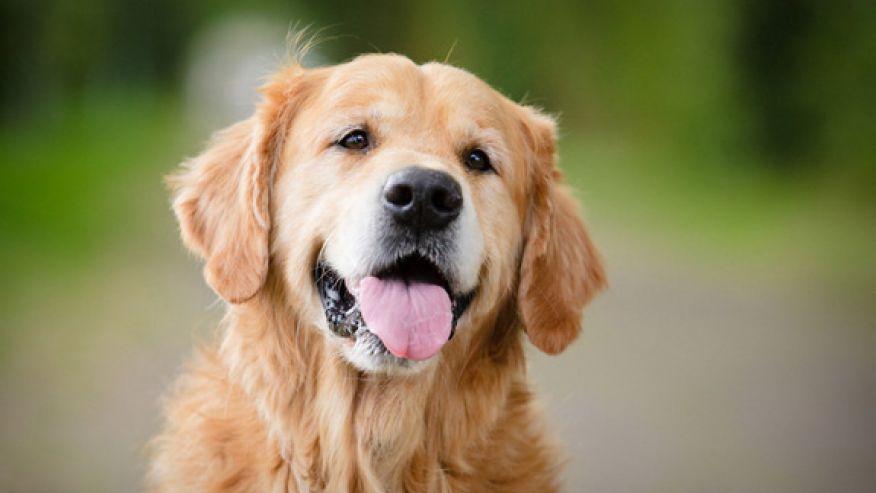 Il Comune di Genova dice sì a cani nei cimiteri tre volte all'anno 