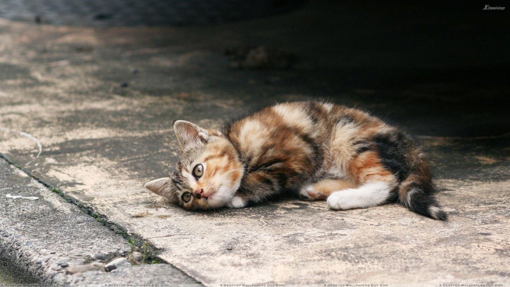 L'allarme dei gattofili genovesi: 