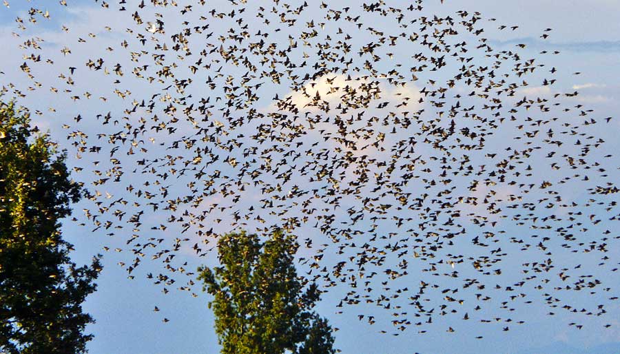 Caccia alla storno, da domani riattivata in 184 Comuni liguri