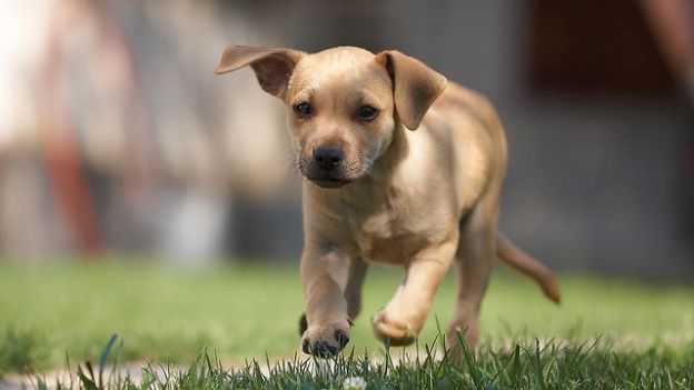 A Genova arrivano oltre duemila cani per l'Esposizione Internazionale