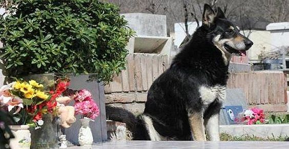 Cani ammessi nei cimiteri genovesi, buona la prima