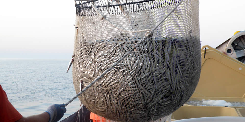 Acciughe, scatta il fermo biologico per i pescatori liguri