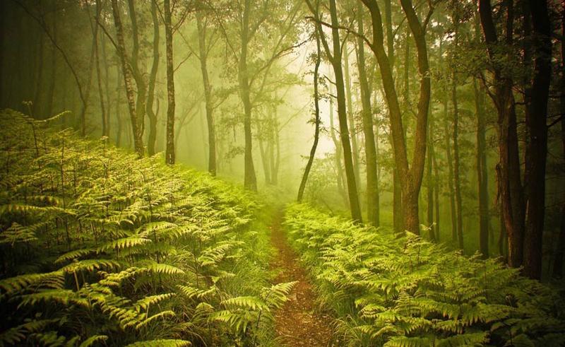 55enne muore nel bosco davanti ai compagni di caccia