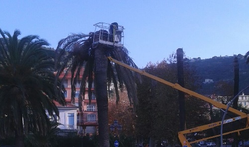 A Ventimiglia potatura delle palme affette da punteruolo rosso