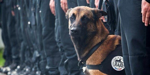 Terrorismo, blitz a Parigi: ucciso il cane poliziotto Diesel