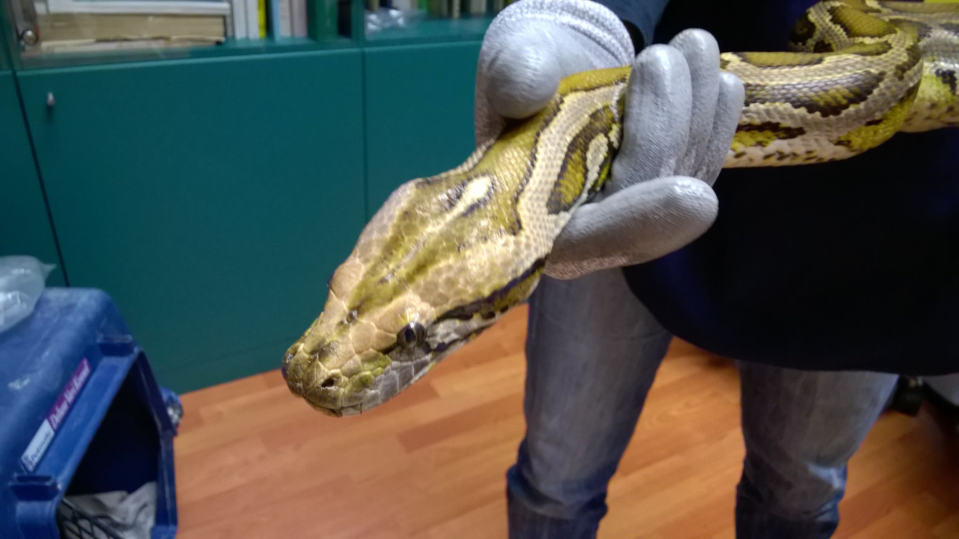 Affidatidato temporaneamente all'Acquario di Genova il pitone abbandonato nel torrente Bisagno