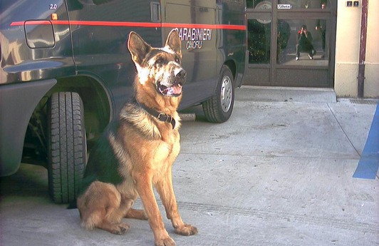 Cane antidroga fa arrestare spacciatore sul Lungocenta