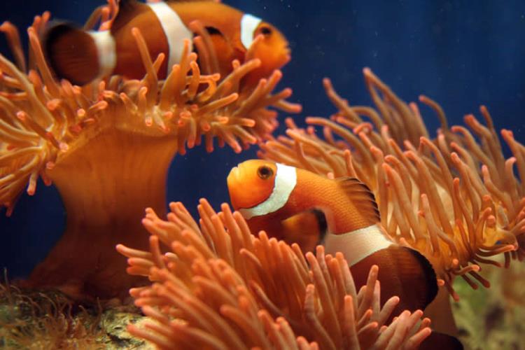 Il ponte dell'Immacolata all'Acquario di Genova