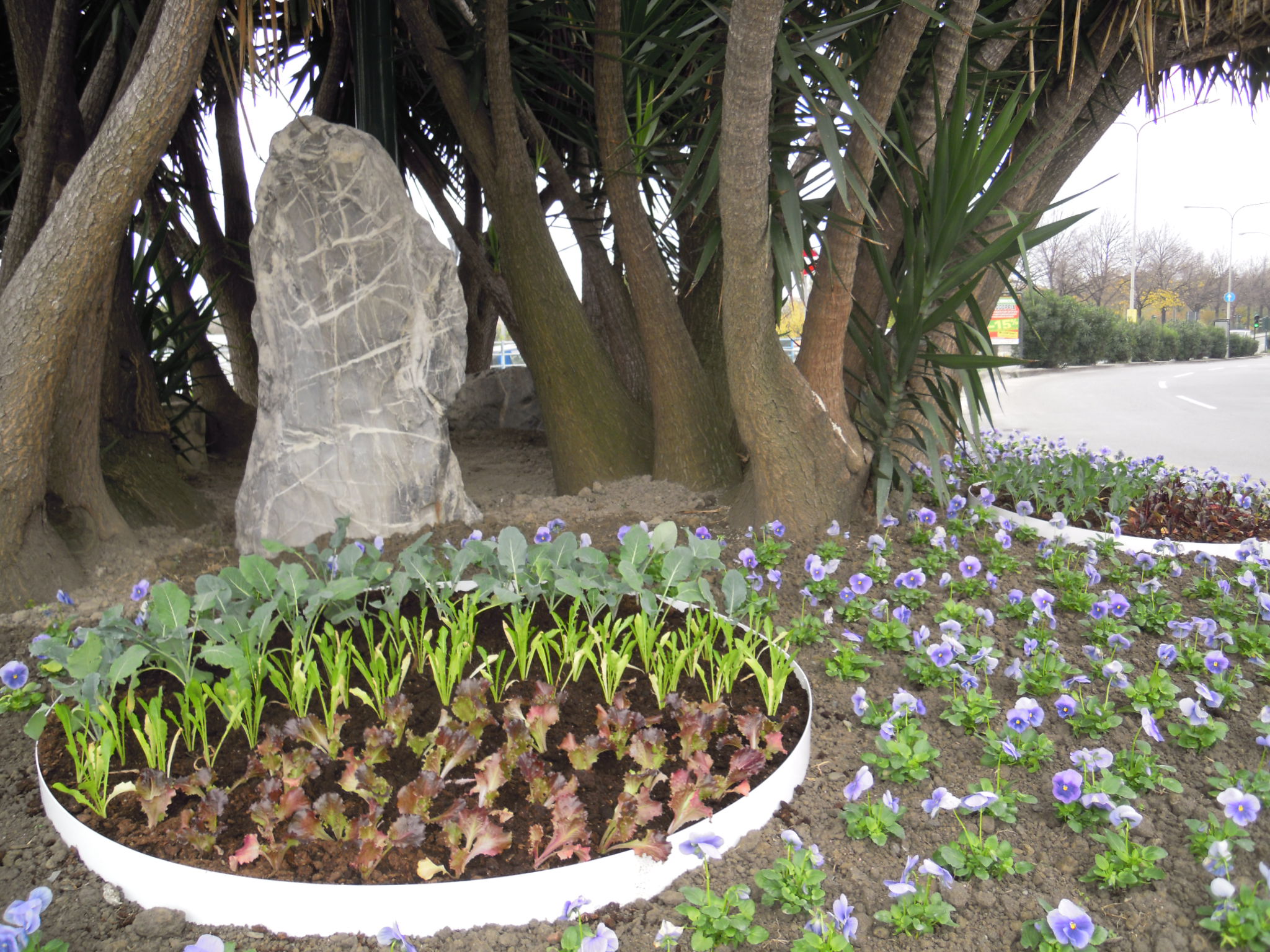 Ortaggi al posto dei fiori nelle aiuole delle strade di Chiavari