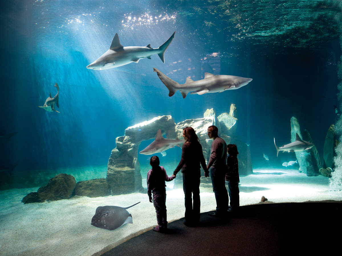 L'Acquario di Genova ancora nella top 10 italiana di Facebook