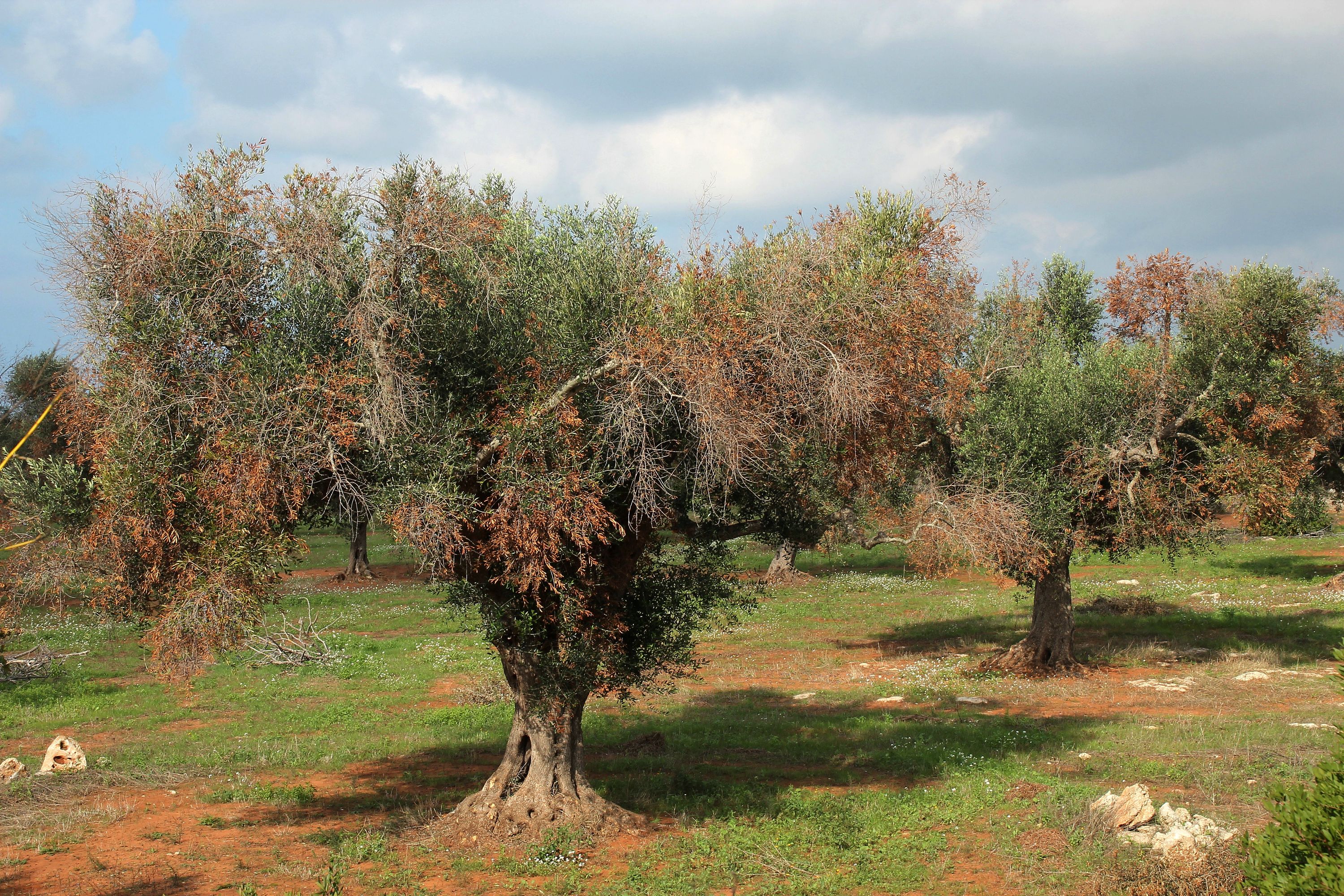 Xylella, Mai: 