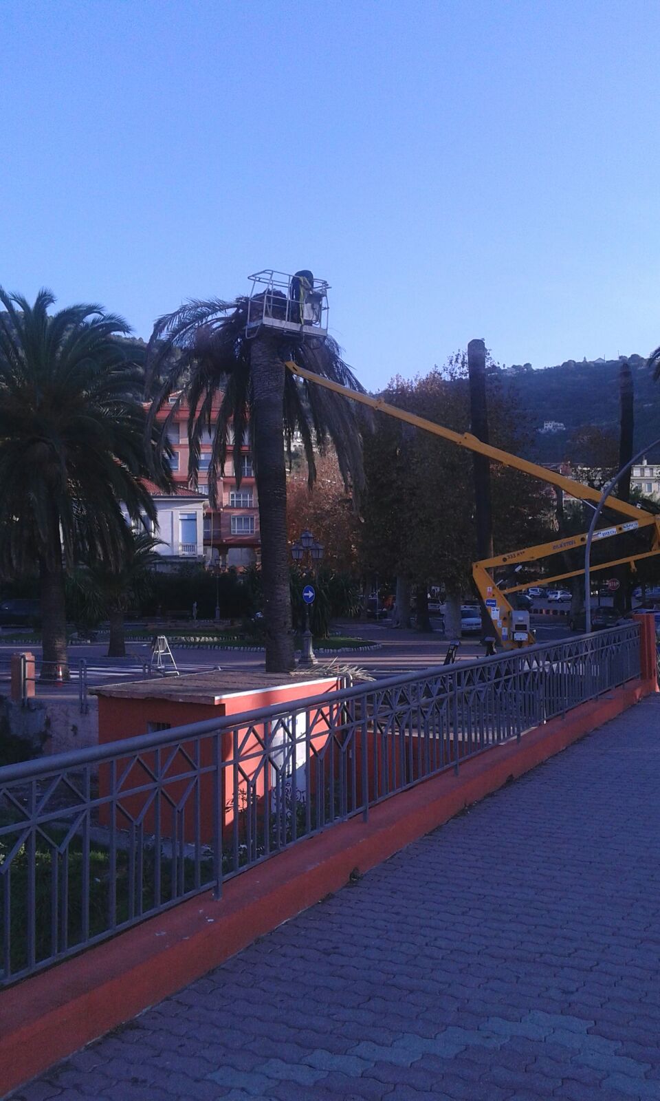 A Ventimiglia verranno abbattute altre 37 palme colpite dal punteruolo rosso