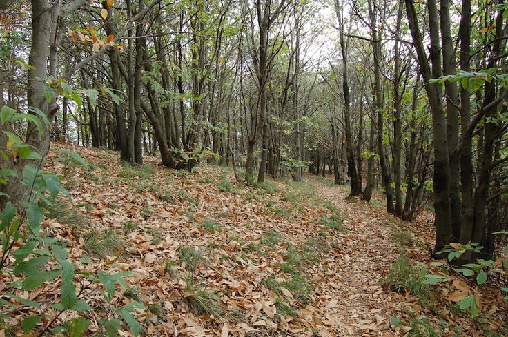 Turisti si perdono alle Cinque Terre, salvati nel bosco dal soccorso alpino