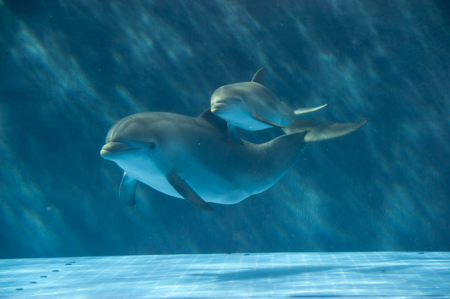 Acquario di Genova: restyling a Pasqua e quotazione in borsa nel 2020