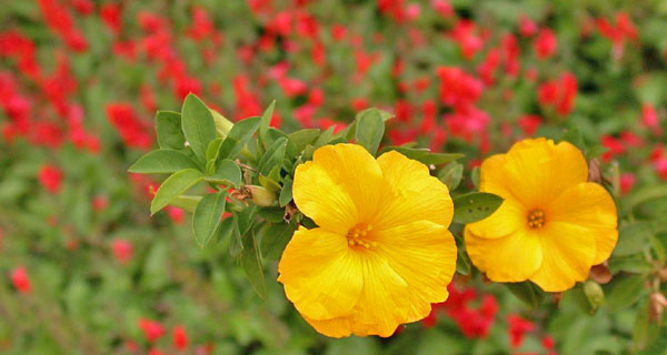 Sanremo, città invasa dai fiori nella settimana del Festival