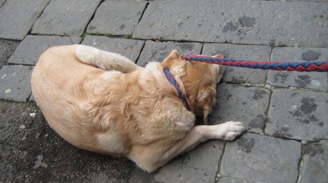 Il cane sporca in mezzo alla strada: i vigili lo seguono e multano il padrone