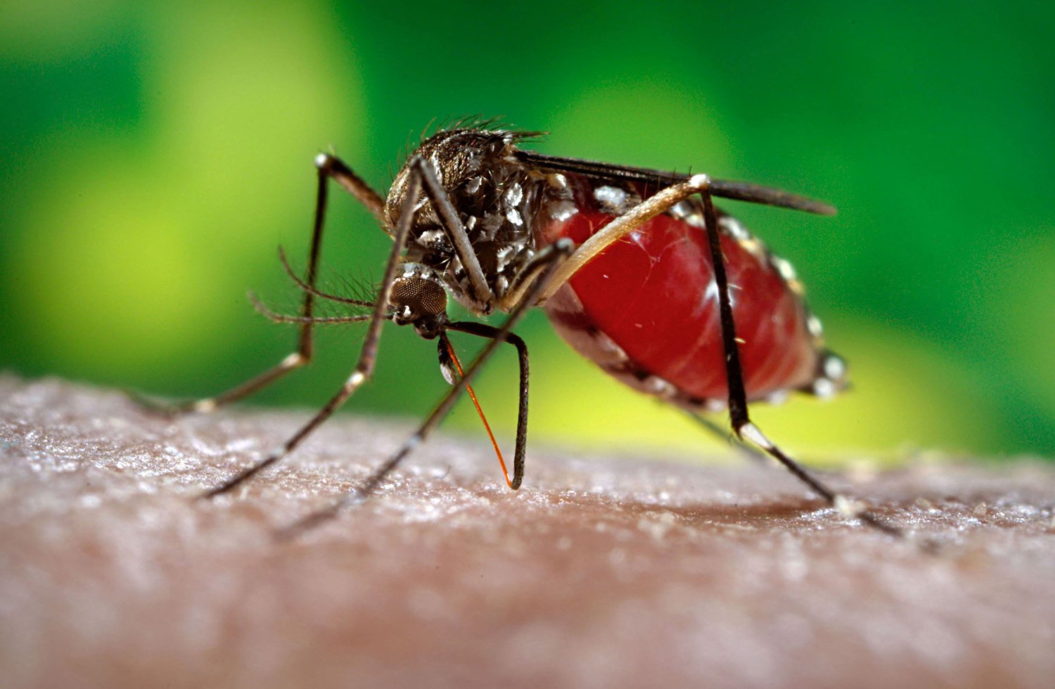 Virus Zika, la Regione Liguria diffonde misure anti-infezione