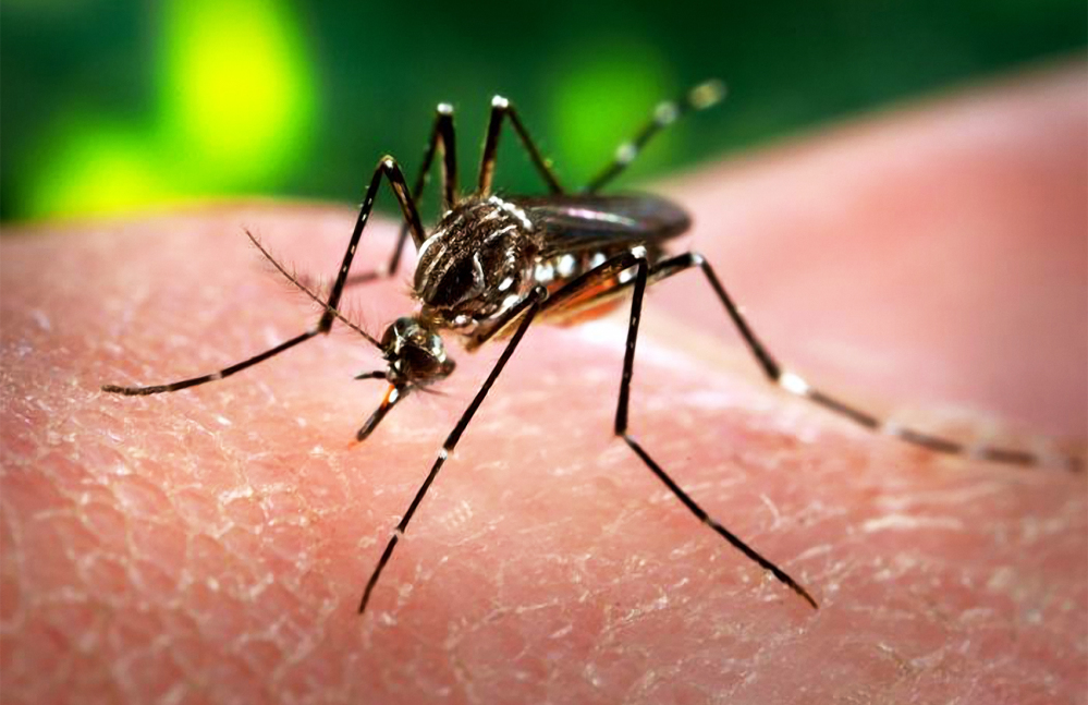 Zika, in Venezuela tre vittime per il virus 