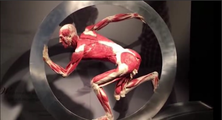 Per la prima volta a Genova la mostra 'Body Worlds'