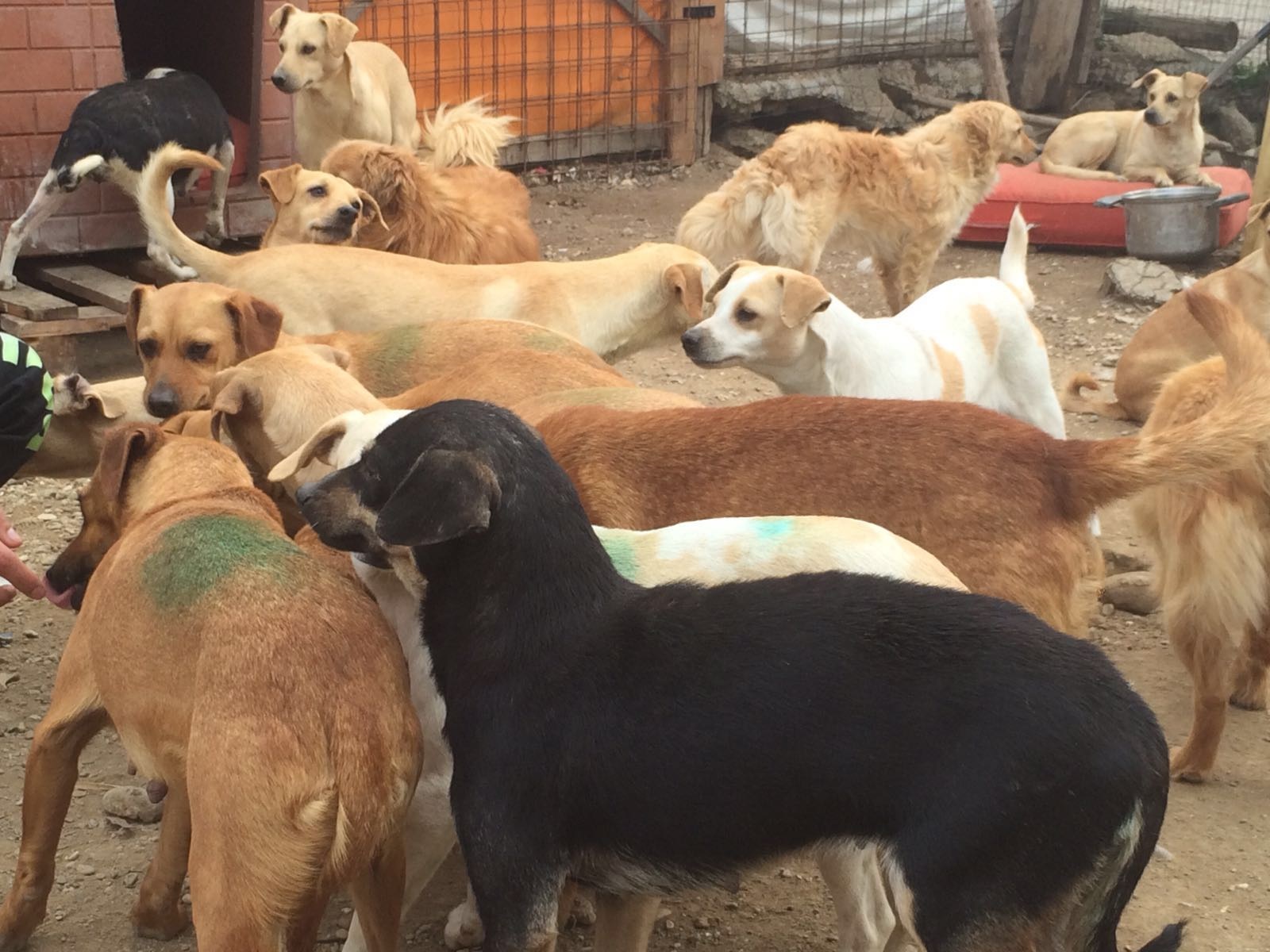 Cani 'abbandonati' a Camporosso, una parte adottati dal Comune di Albenga 