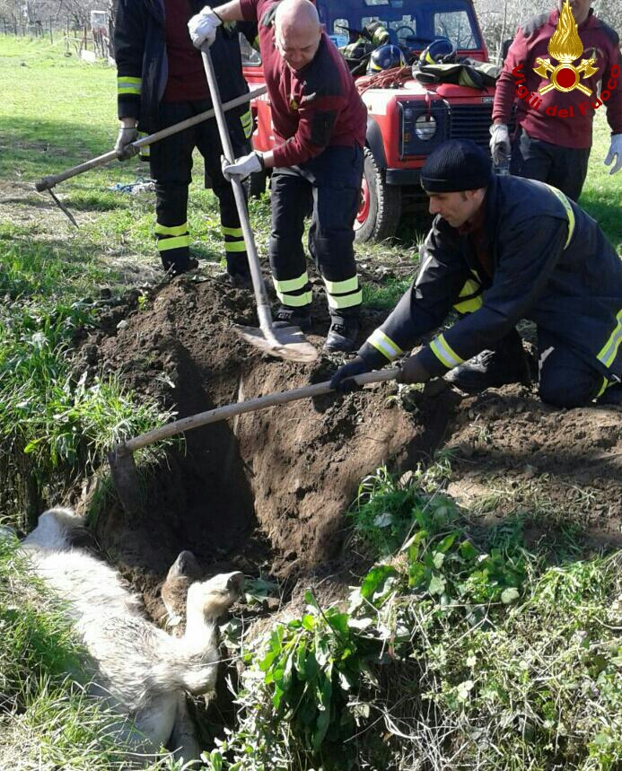 Pony cade in un fossato: salvato dai Vigili del Fuoco