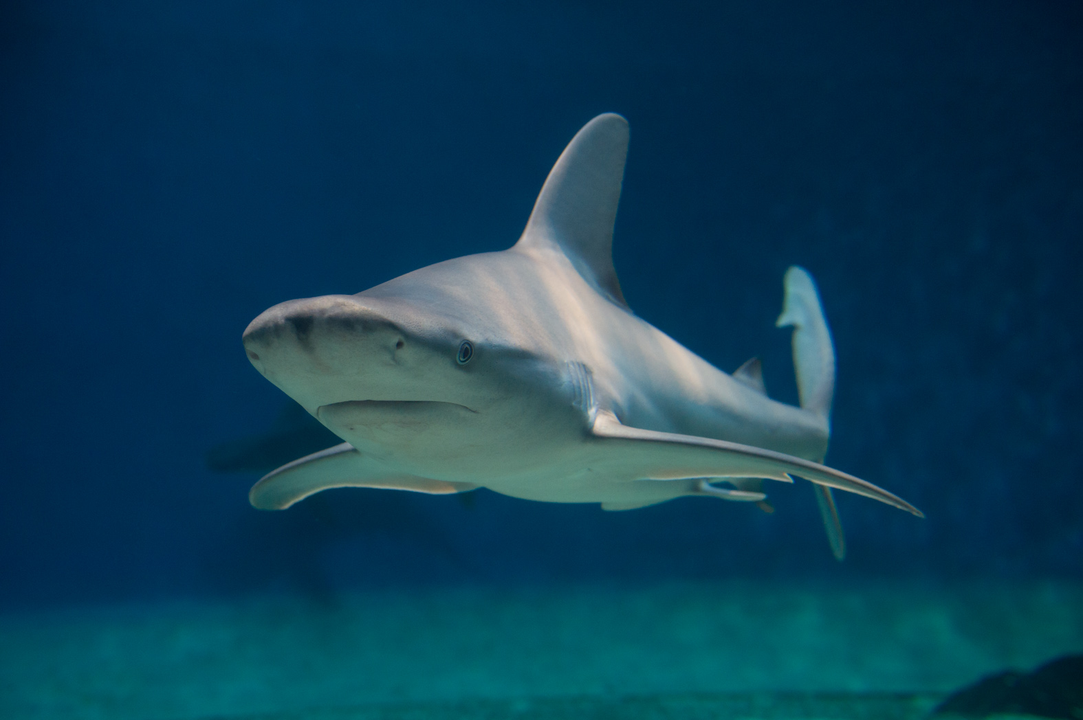 L'Acquario di Genova accoglie nuovi ospiti: 4 squali grigi e 2 trigoni