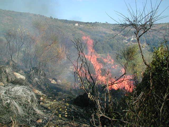 Fiamme nei boschi di Aurigo nella frazione Guardiabella