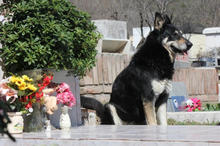 Nuova giornata dei cimiteri aperti agli animali a Genova