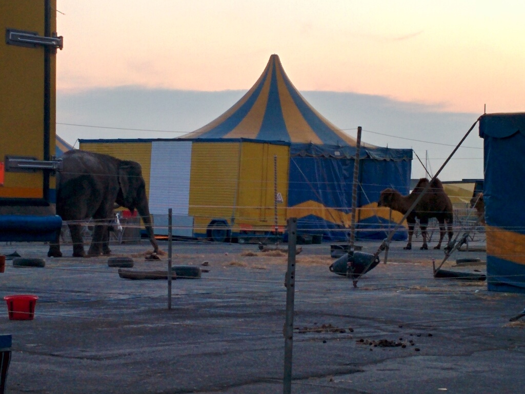 Circo, spente le luci della ribalta gli animali sono 'de-tenuti'