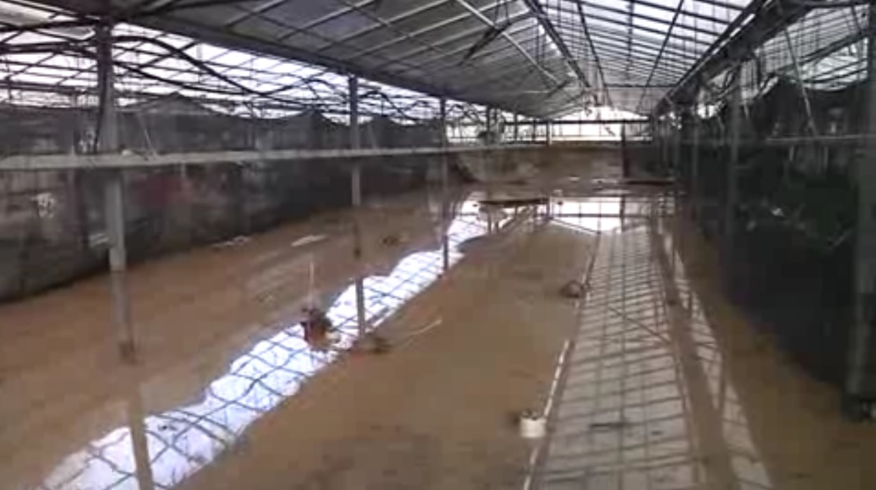 Alluvione 2014, la rabbia degli agricoltori di Savona: 