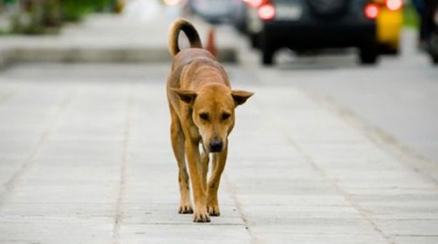 Abbandona i suoi due cani sulla provinciale, denunciato