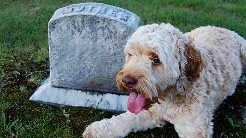 Nuova giornata dei cimiteri aperti agli animali a Genova