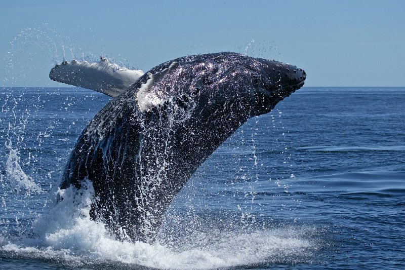 Santuario dei cetacei, a giugno i 'giorni della balena' con due maratone