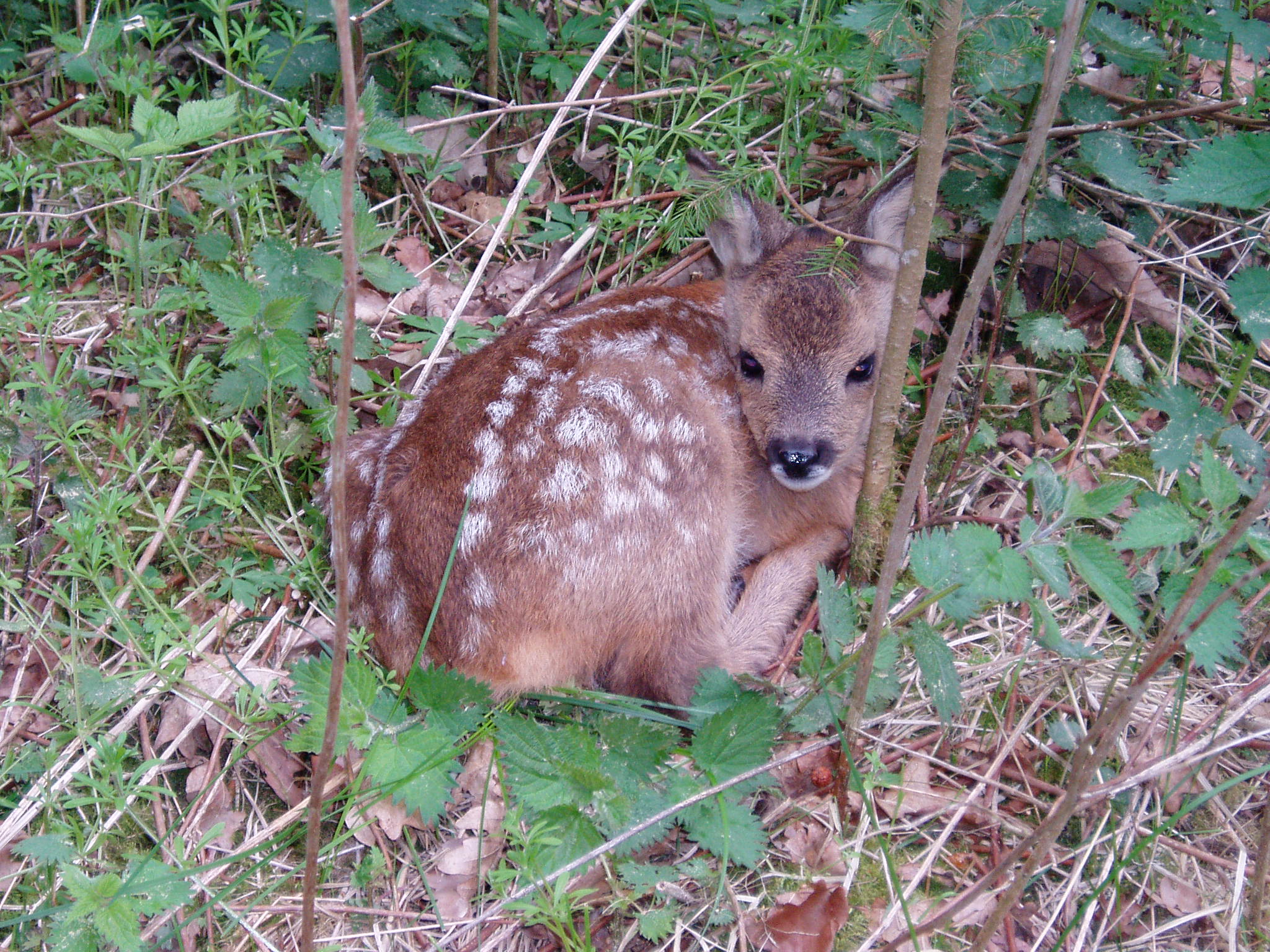 Un capriolo rischia di annegare a Varazze, salvato da un bagnino