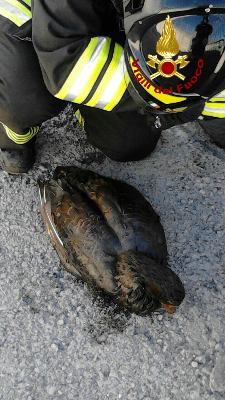 Inquinamento del Polcevera, i Vigili del fuoco salvano un'anatra dal greggio