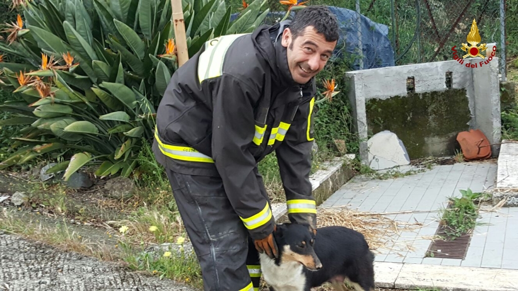 Cagnolina rimane intrappolata cercando una tana per i cuccioli, salvata dai vigili del fuoco