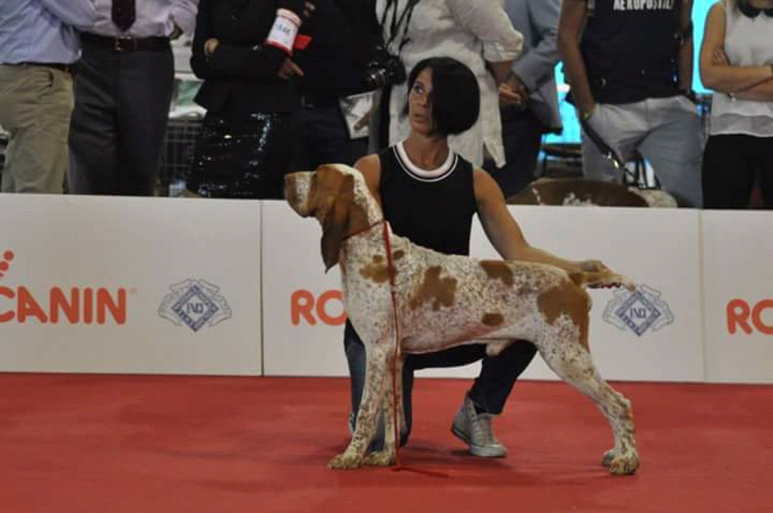 Arriva a Genova 'Liguria Dog Show', l'esposizione internazionale canina: oltre 3000 cani in passerella