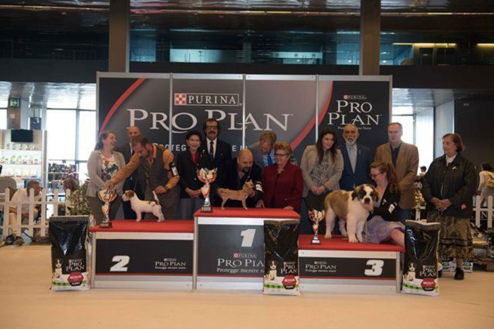 Puppy Cup a Genova, primo premio a un cucciolo di chihuahua 