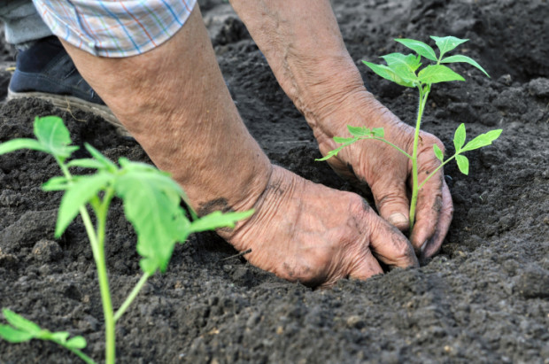 Agricoltura, Olivero: 