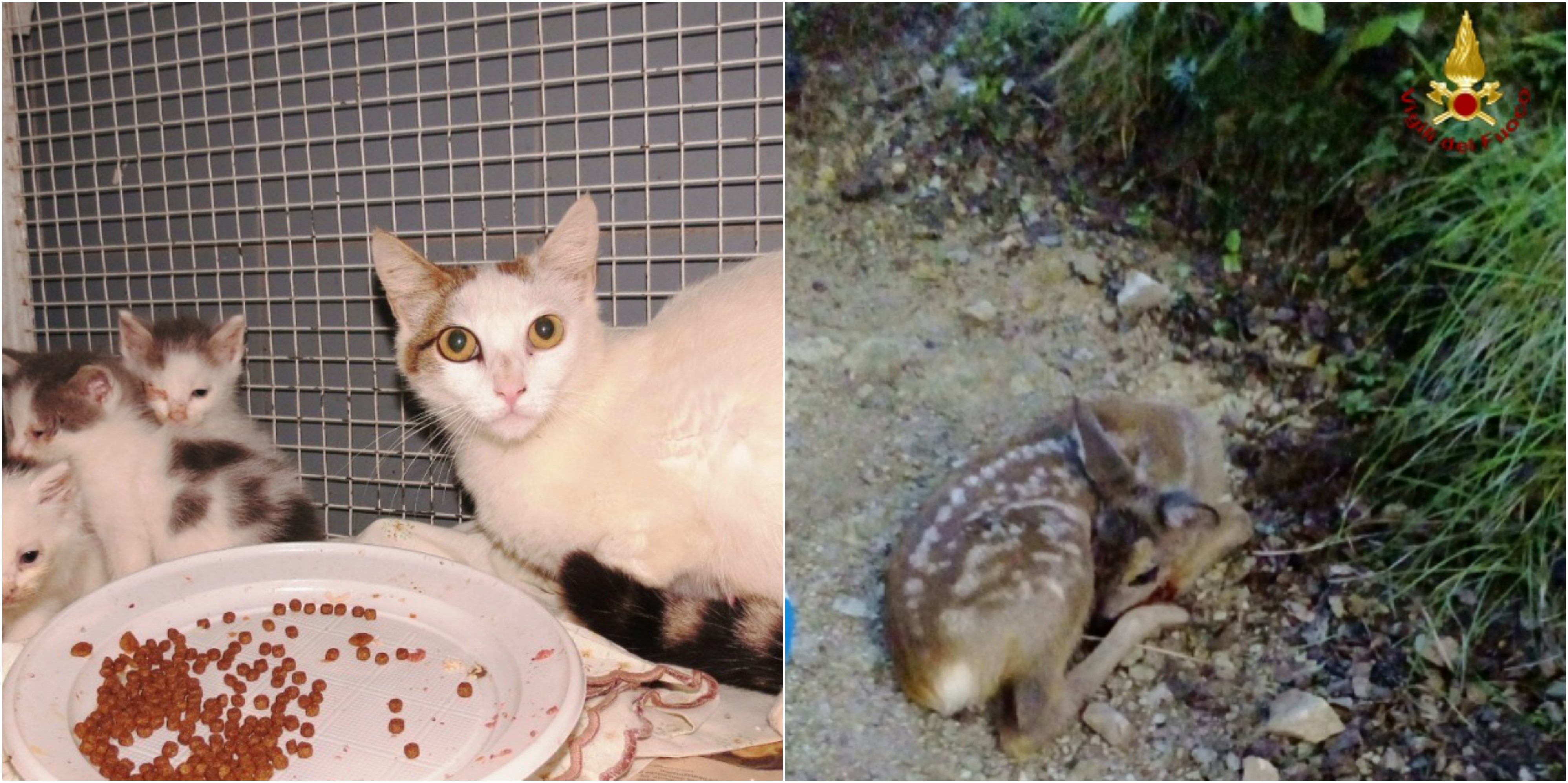 Famiglia di gatti e un cerbiatto salvati e affidati all'Enpa