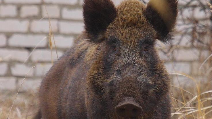 Uomo di 90 anni morso da cinghiale, gli dava del cibo abitualmente