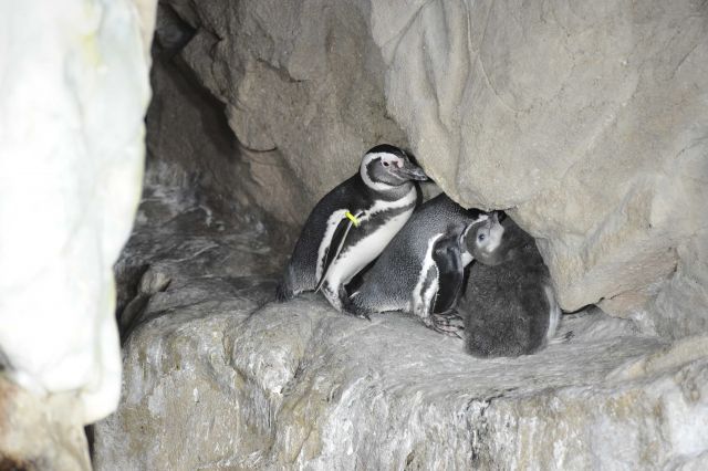 Nati tre pinguini all'Acquario di Genova