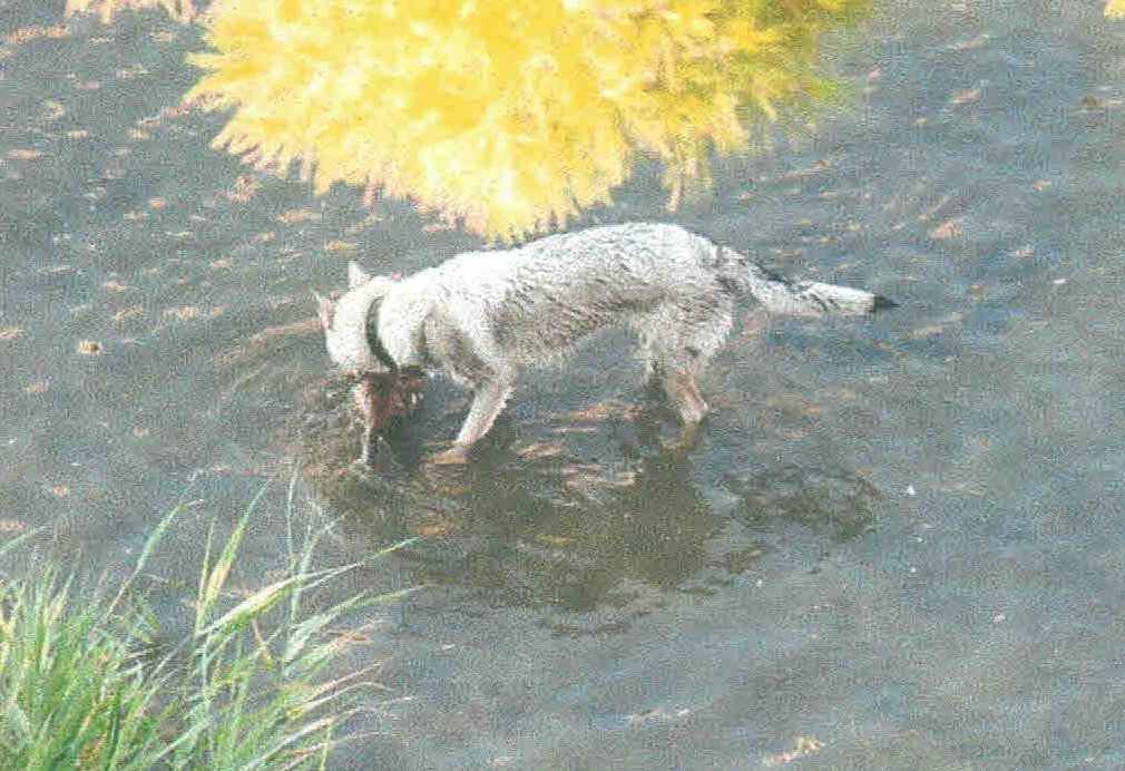 Lasciati liberi nel torrente uccidono diversi volatili, Enpa: