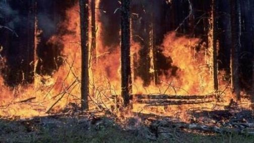 Incendio boschivo nella zona del 'Curlo'