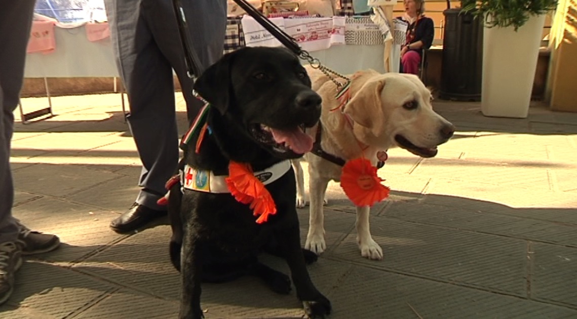 Quando tra cani e uomini l'amore è... cieco: la storia di Vittorino, Penelope e Spritz